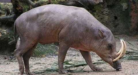 Heo rừng cắn nát tay một phụ nữ đã 'mất dạng'