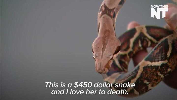 Video: Tá hỏa rắn dài hơn 1 mét ‘đại náo’ trên xe buýt