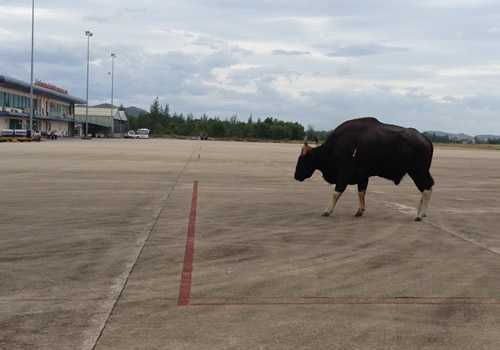 Những sự cố hy hữu chim, trâu bò, chó... lạc uy hiếp hàng không Việt