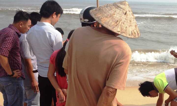 Rùa biển trong sách đỏ lạc vào hồ tôm