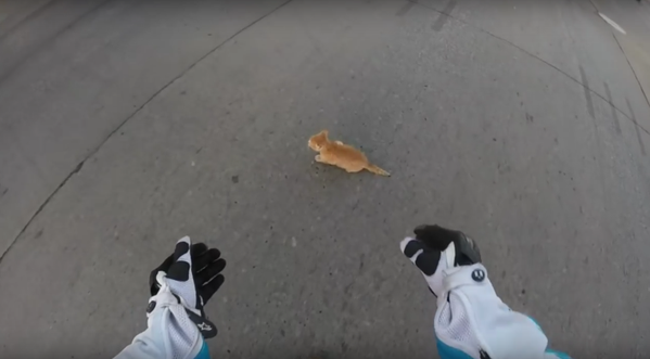 Clip nữ biker cứu mèo con mắc kẹt giữa đường gây 'bão' mạng