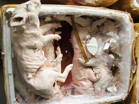 Liên tiếp thịt thối, mỡ bẩn tuồn vào Hà Nội, TP HCM