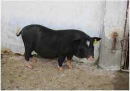 Bảo tồn nguồn gen vật nuôi bản địa