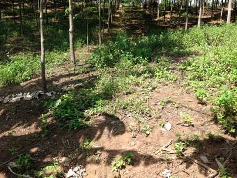 Giận vợ, 'yêu râu xanh' đi uống rượu rồi hiếp dâm thiếu nữ