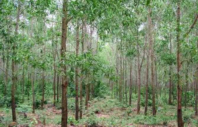 Rủ bé gái đi hái măng, hai lần giở trò đồi bại