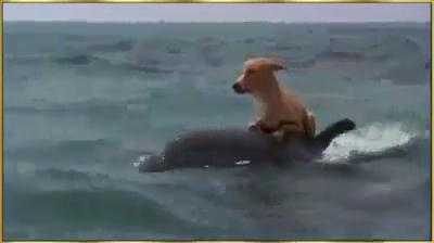 Video: Cảm động cá heo cứu chú chó bị rơi xuống biển