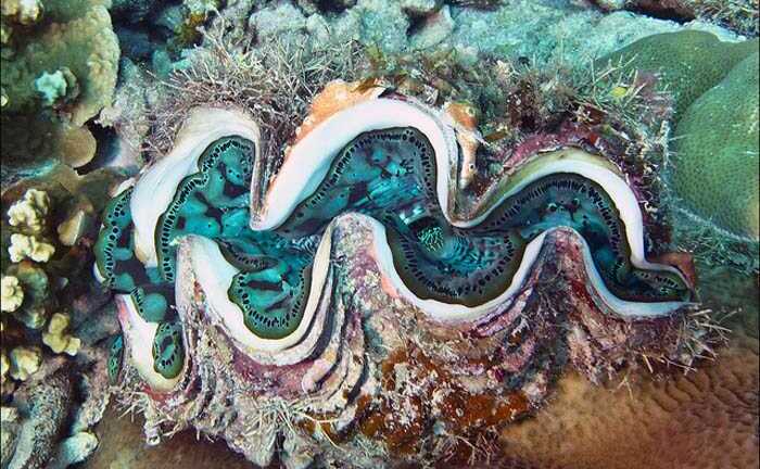 Bí ẩn loài ‘quái vật’ ngao khổng lồ, nặng 3 tạ