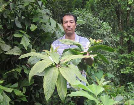 Vườn sâm bí mật và khát vọng bào chế trà đại bổ dưỡng