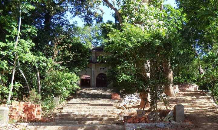 Sư trụ trì tự ý đốn cây cổ thụ trong di tích lịch sử quốc gia