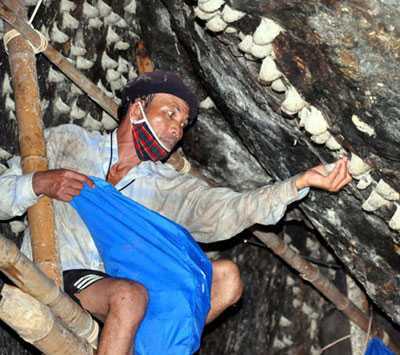 Khai thác yến sào tự nhiên phải nộp thuế tài nguyên