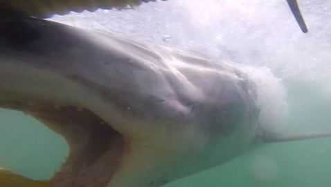 Video: Kinh hoàng cảnh cá mập trắng khổng lồ lao vào đớp thợ lặn