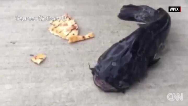 Cận cảnh cá trê 3 mắt