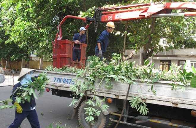 Chặt hơn 3000 cây hoa sữa vì mùi hương nồng nặc