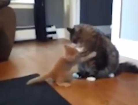 Chết cười với chú mèo ‘ngựa non háu đá’ nhất quả đất