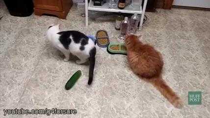 Clip: Phát hiện bất ngờ về ‘khắc tinh’ của loài mèo