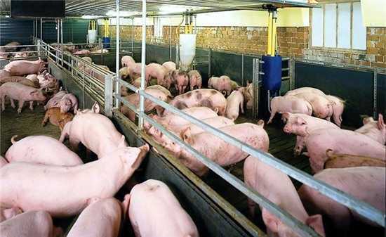 Trộn 'độc dược' vào thức ăn chăn nuôi: Người Việt đang đầu độc nhau, tự hủy diệt giống nòi