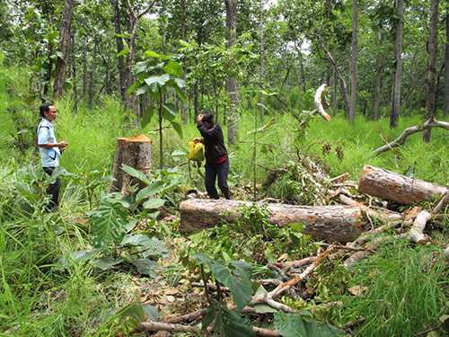 Bắt nguyên đại tá phá rừng trồng cao su