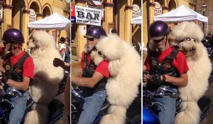 Chết cười với cặp chủ chó ‘ngầu bá cháy’ thiêu đốt mọi ánh nhìn