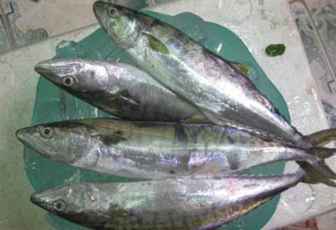 ‘Trốn’ thịt để ăn cá: Lo ngay ngáy ăn phải hóa chất gây ung thư