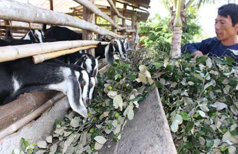 Giá táo ngon còn 1.000 đồng/kg, dân chặt cho bò ăn