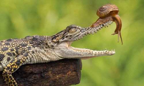 Khám phá gây sốc về cá sấu ít người biết