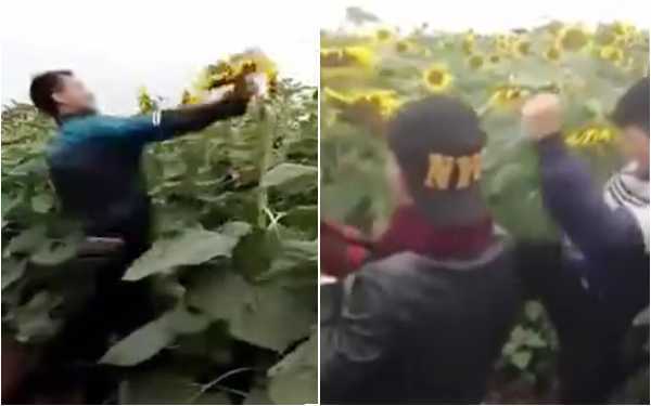 Clip: 2 thanh niên khoái chí phá nát đồng hoa hướng dương Nghệ An gây phẫn nộ