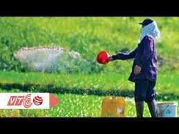 Không thể tin nổi: Rau muống tưới bằng dầu nhớt