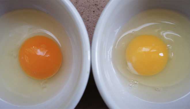 Theo bạn, lòng đỏ trứng gà nào tốt hơn?