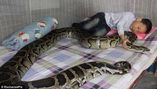 Video: Giải cứu trăn trăm tuổi ở Trung Quốc