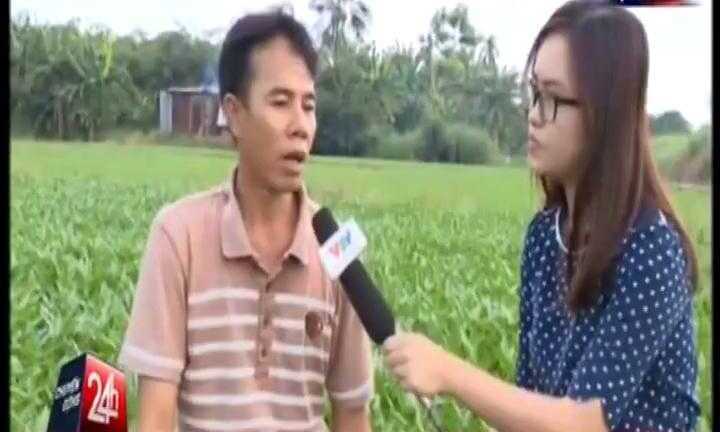 Thực hư việc tưới ruộng rau bằng nhớt thải ở TP.HCM