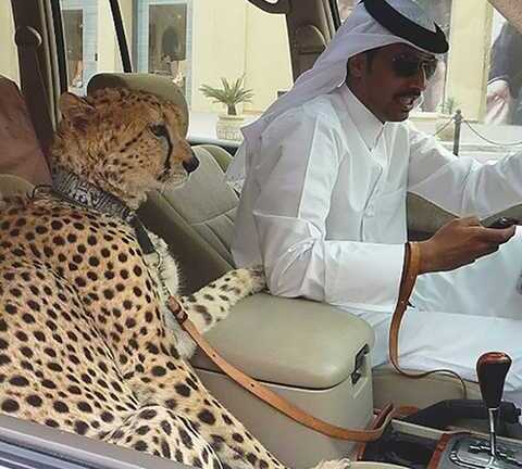 Đại gia Ả Rập và thú ăn chơi nuôi thú quý hiếm