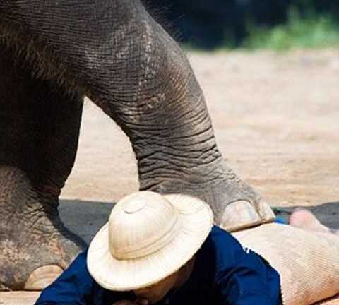 Thót tim dịch vụ massage bằng chân voi