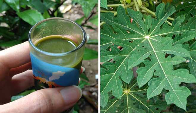 Thêm một cơ hội sống cho bệnh nhân ung thư với lá đu đủ