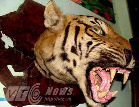 Hổ khổng lồ giết lợn rừng độc chiếc và dân bản được bữa no