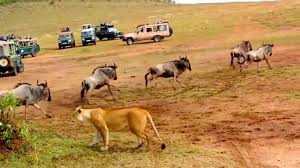 Clip: Sư tử cái đói mồi vẫn trắng tay vì thói… ba phải