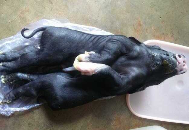 Đổ xô đi xem heo con 8 chân, 4 tai, 4 mũi