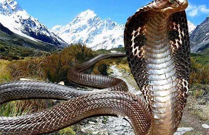 Giải mã bí ẩn vùng đất của bầy hổ mang chúa khổng lồ