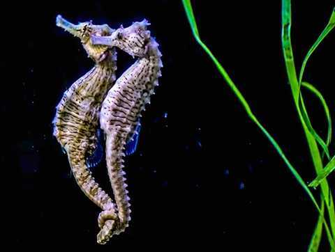 Những sự thật thú vị không phải ai cũng biết về các loài động vật