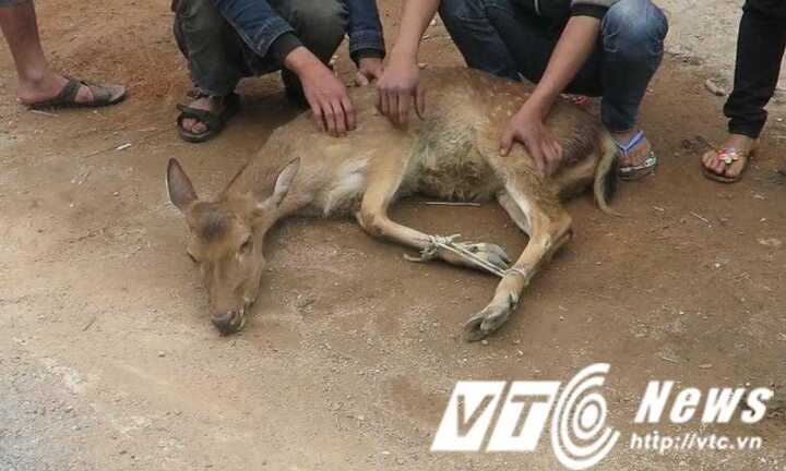 Sốc: Thú rừng sống nguyên con bày bán công khai giữa đường quốc lộ