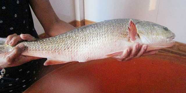 Vì sao cá sủ vàng có giá tiền tỉ?