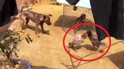 Chết cười clip ‘trưởng thôn’ chó đứng ra hòa giải ‘vợ chồng’ nhà gà