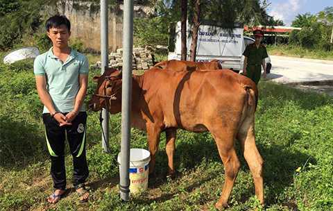 Tóm gọn băng nhóm trộm bò bằng ô tô