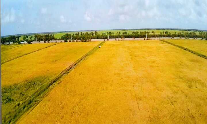 Vineco hợp tác với Trung An ra mắt sản phẩm gạo sạch