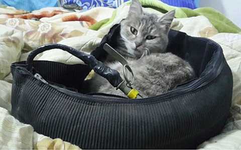 Dùng ảnh mèo bên bom và lựu đạn, cách thức chiêu mộ tân binh mới của IS