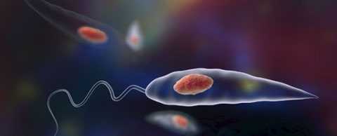 Ký sinh trùng 'ăn thịt người' làm chết 30 nghìn người mỗi năm