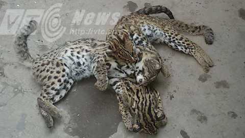 Bi thảm đàn báo hoang dã trú ngụ ở bãi giữa sông Hồng