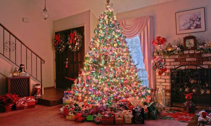 Vì sao cây thông là biểu tượng của Giáng sinh?