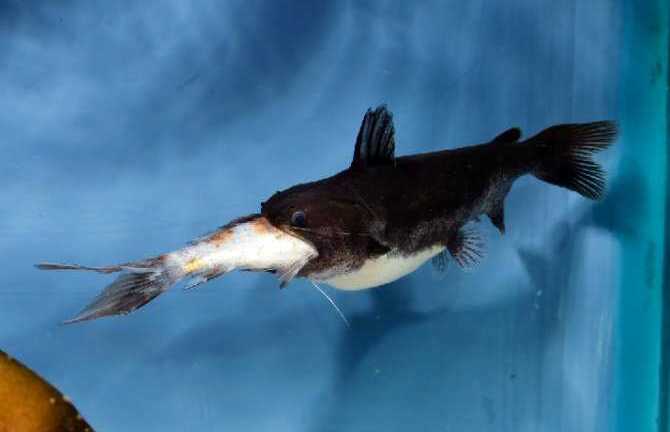 Clip: 'Thủy quái' cá mèo mồm to nuốt chửng đồng loại trong chớp mắt