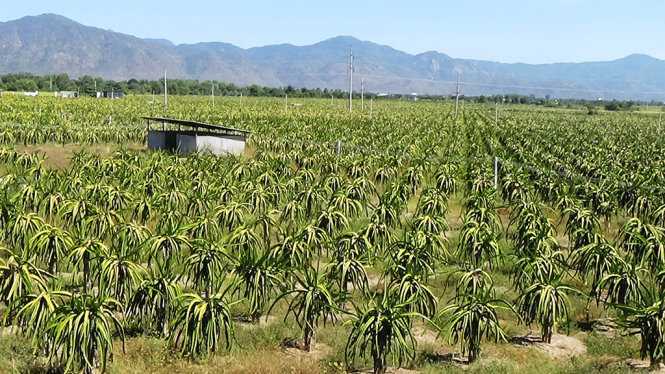 Nổ súng, ném bom xăng giữa cuộc hỗn chiến tranh chấp vườn thanh long