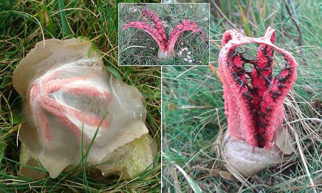 Clip: 'Trứng người ngoài hành tinh’ kỳ dị gây xôn xao nước Anh